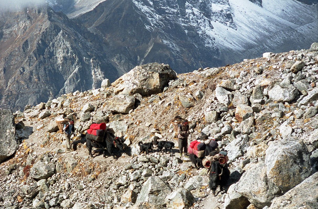 14 Yaks OnTrail Near Langma La